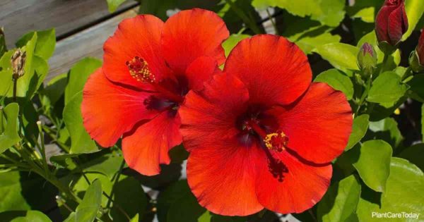 Røde blomster av Hibiscus - riktig beskjæring fremmer flere blomster