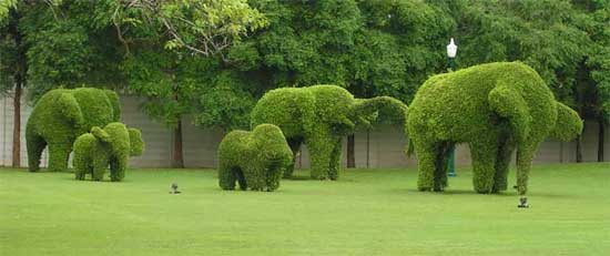topiary-elephants-zone10-11302015