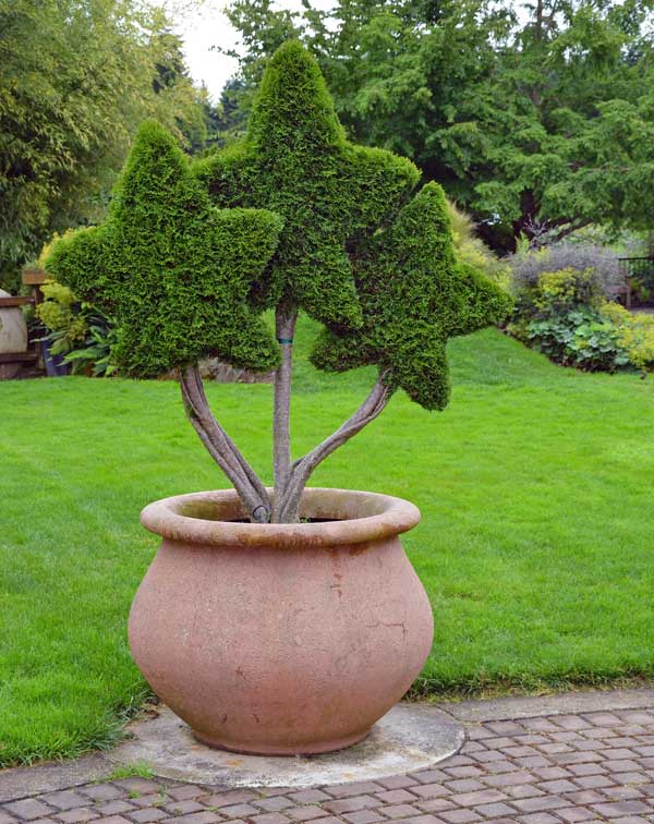 star-topiary-11302015