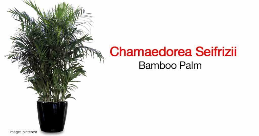 The beautiful bamboo palm