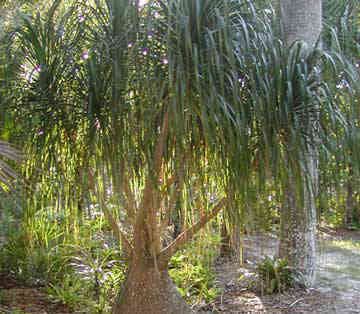 ponytail palm with multiple branches growing in the landscape