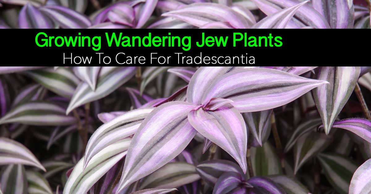 the popular wandering jew - Tradescantia