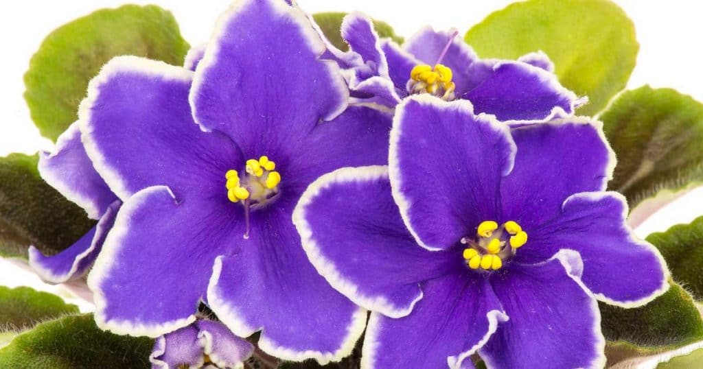 blooming African Violet