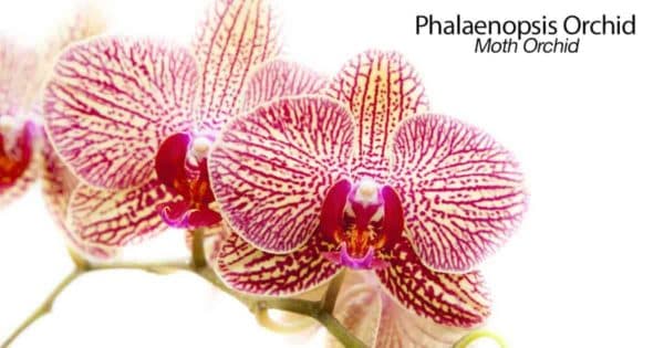 Blooms of the Moth orchid - Phalaenopsis