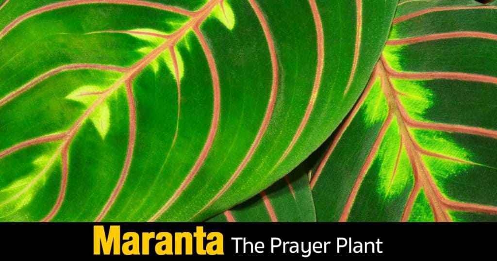 attractive leaves of the Maranta prayer plant