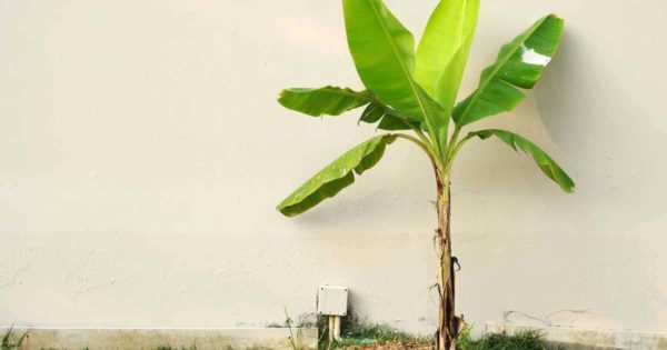 banana plant adds a tropical feel to any environment