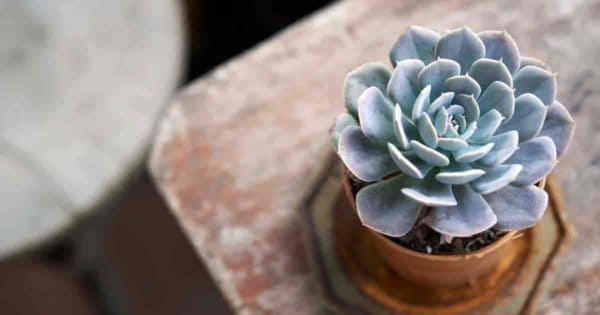 potted Echeveria on table