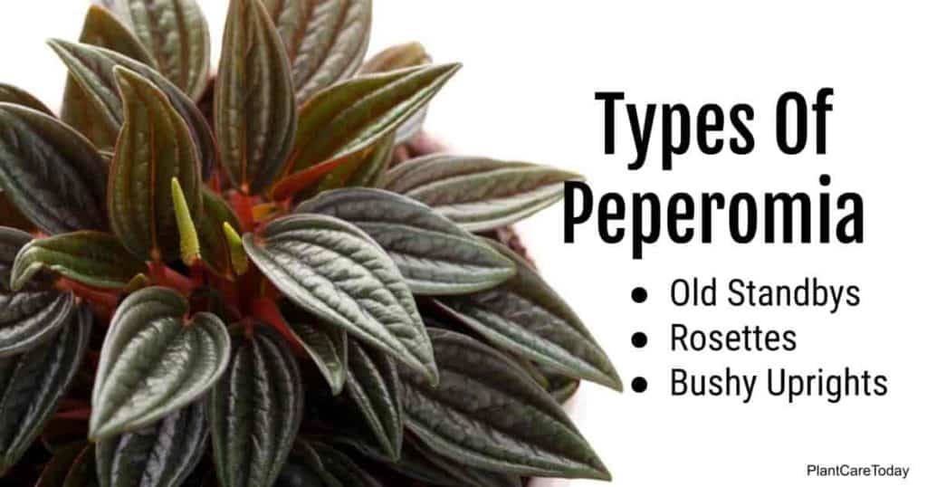 different types of peperomia like caperata variety