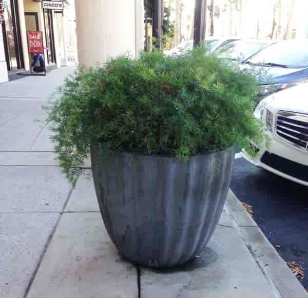 Potted Asparagus serengeti fern in large container - St John's Towne Center - Jacksonville, Florida