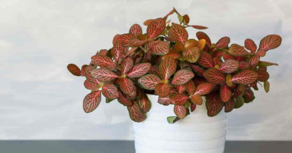 Red nerve Fittonia plant