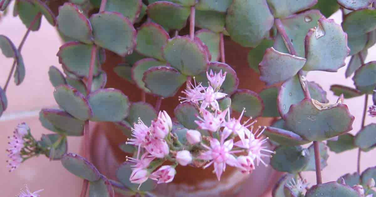 Blomstrende f Sedum sieboldii - Pink Sedum aka October Daphne