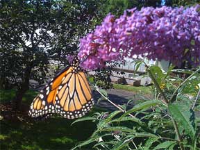 sommerfugl samler nektar fra buddleia sommerfuglbusken