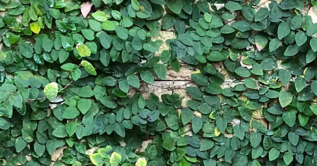 ficus pumila vokser på veggen i Disneys Animal Kingdom