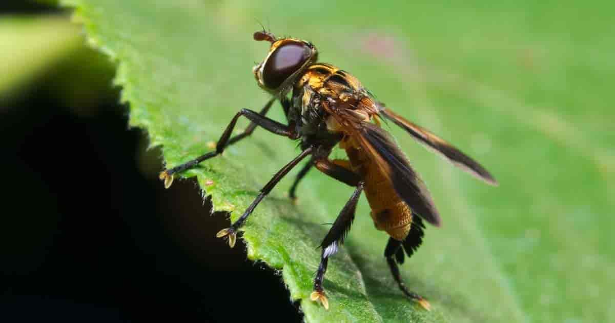 Tachinid Fly - Trichopoda pennipes på nært hold