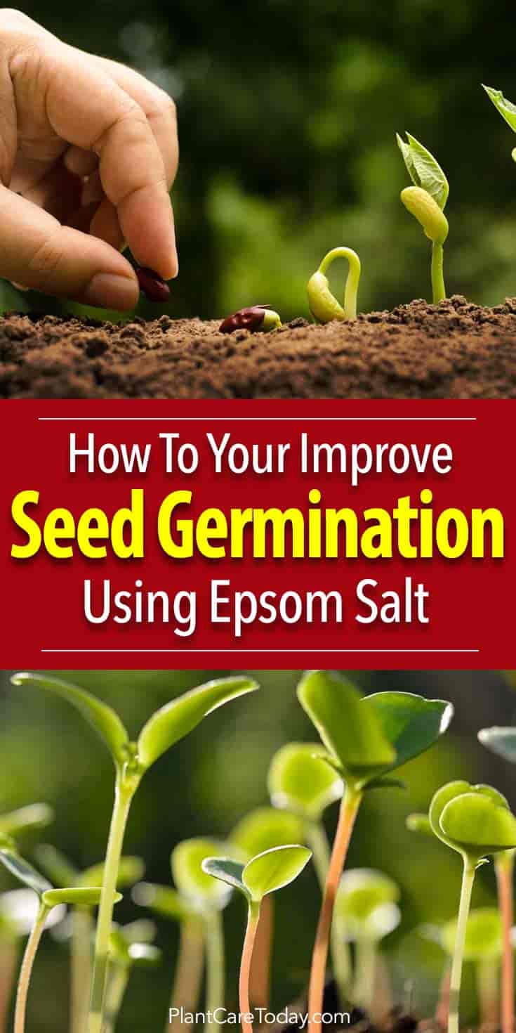 Epsom-salter tilfører disse viktige mikronæringsstoffene i jorden og øker frøspredningshastighetene.  Studier viser at Epsom-salt (Magnesiumsulfat) er gunstig for plantene fra tidlig av og bidrar til å styrke plantecelleveggene under spiring.