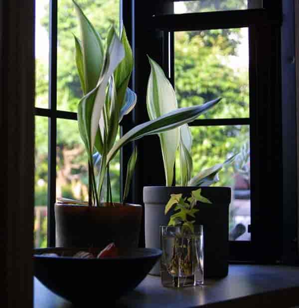 variegated form of Aspidistra elatior