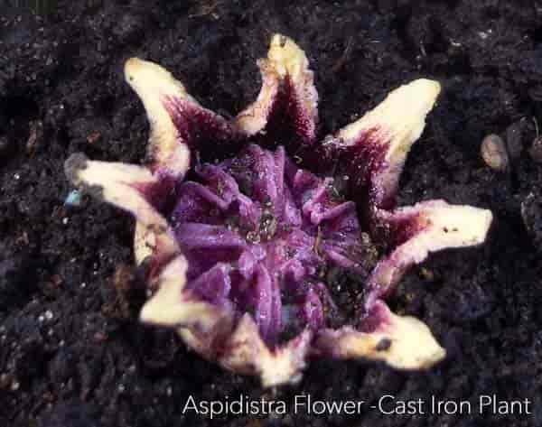 Flower of cast iron plant - Aspidistra elatior