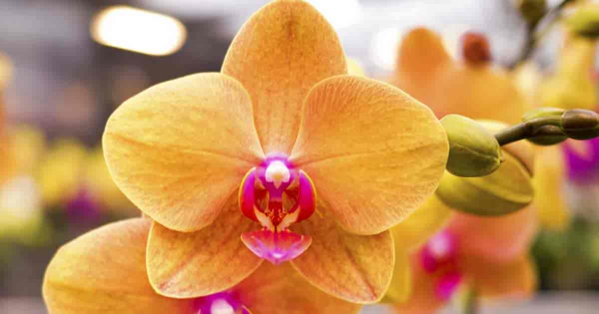 Close up of moth orchid Phalaenopsis 