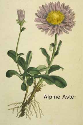 alpine aster fra Curtis Botanical Magazine