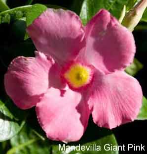 mandevilla giant pink