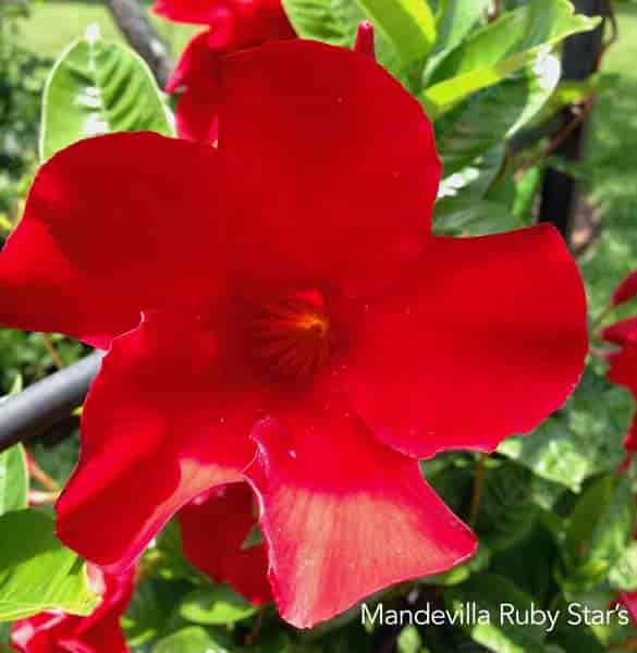 Close up of bright red Mandevilla "Ruby Star's" flower