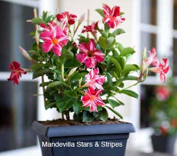 mandevilla-stars-stripes