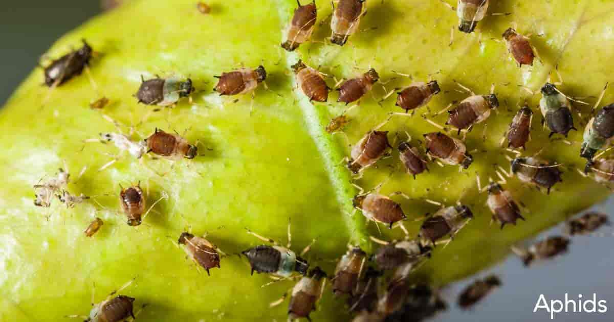 Aphids feeding on leaf