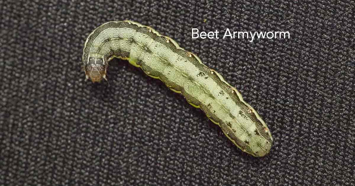 army worm feeding on corn