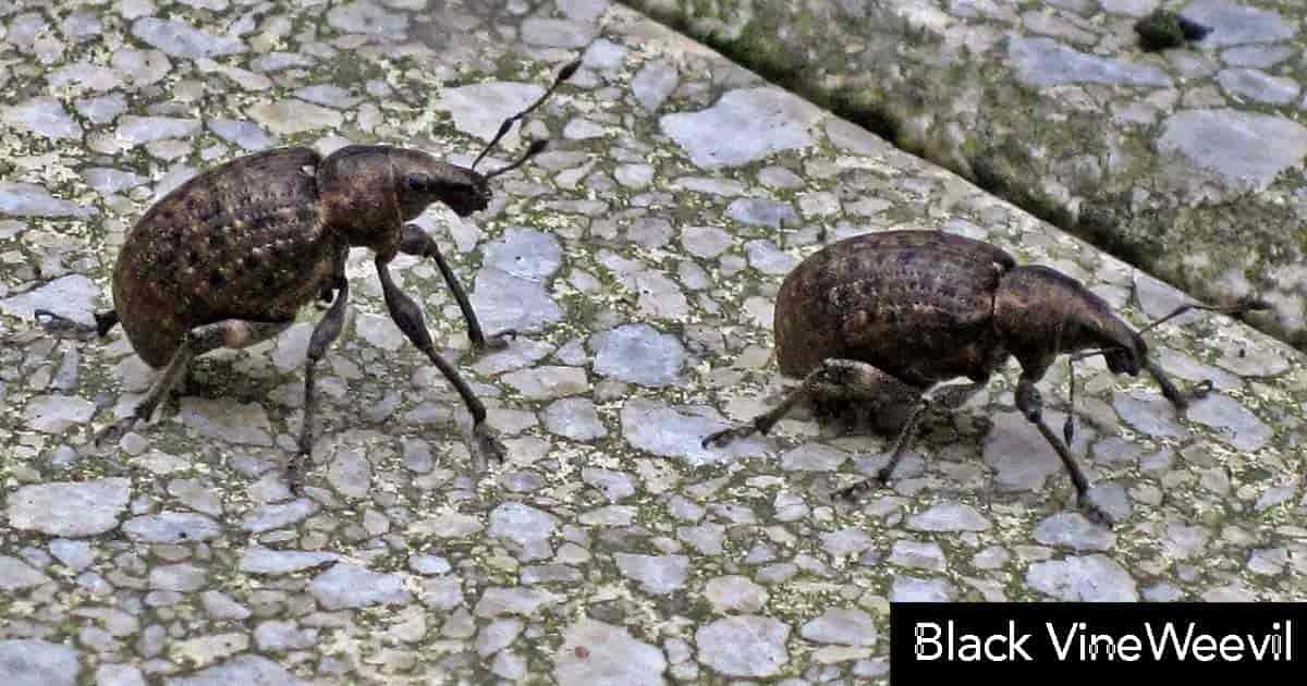 Black vine weevil 