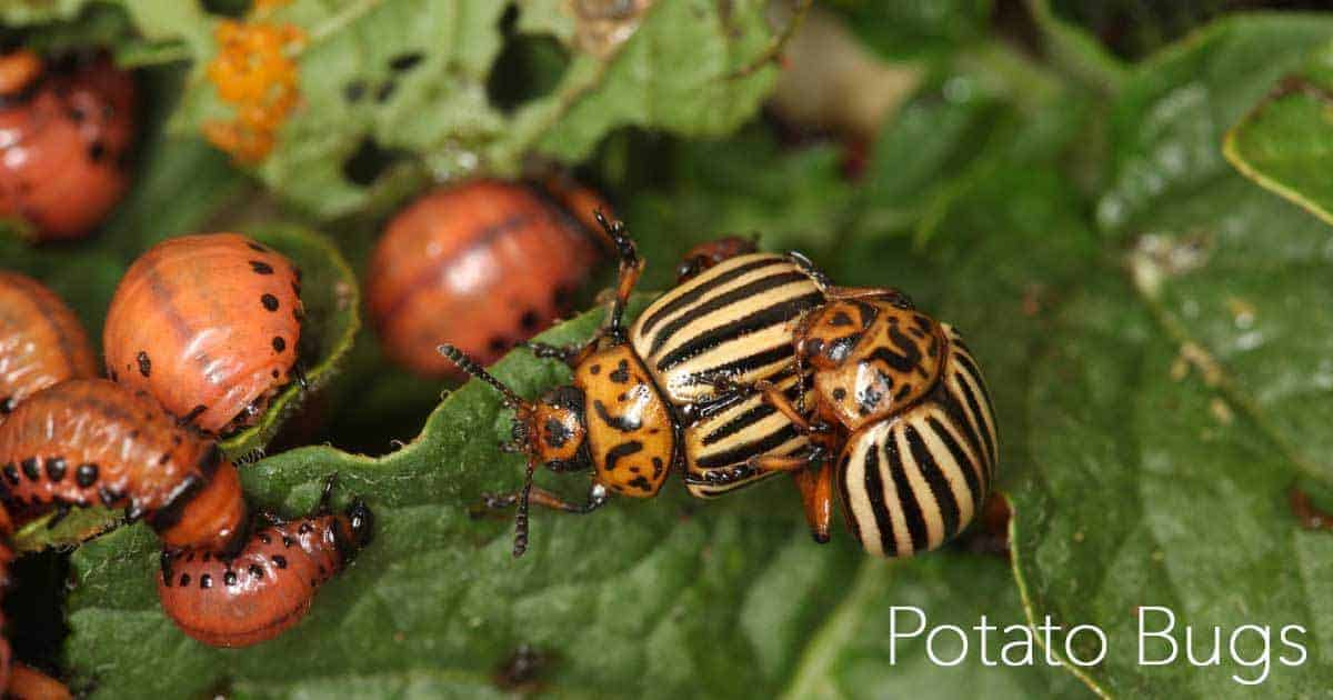 Colorado Potato Beetle