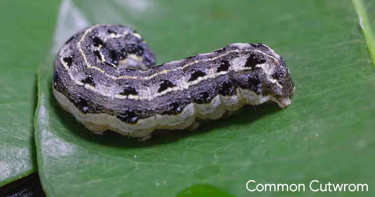 common cutworm close up on leaf