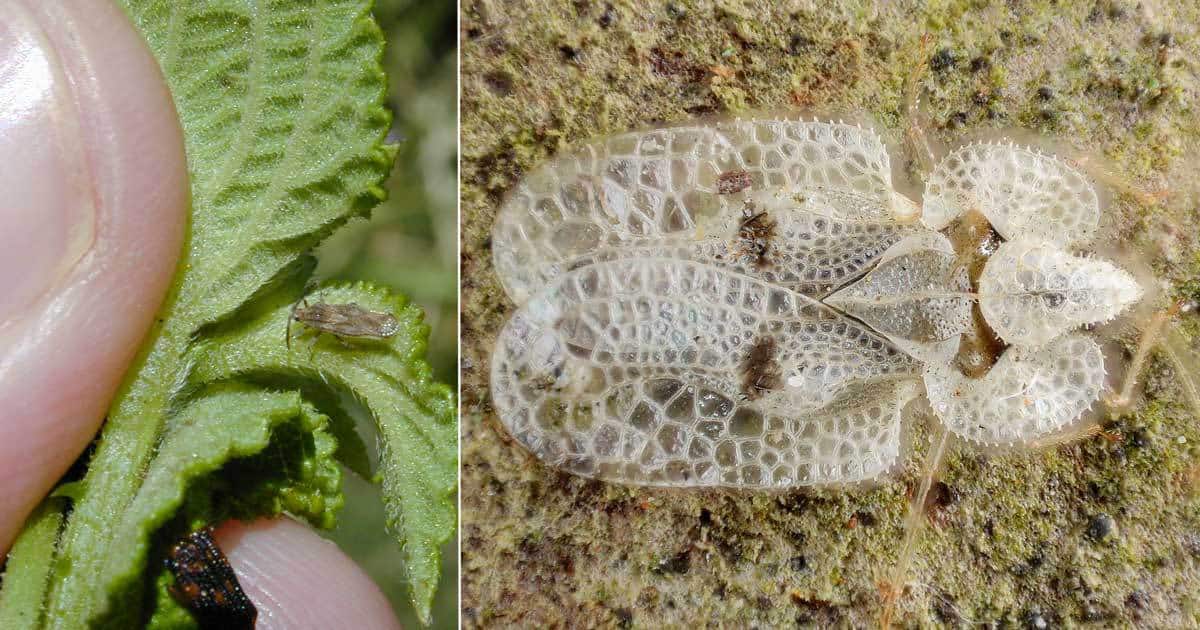 Lace bug up close