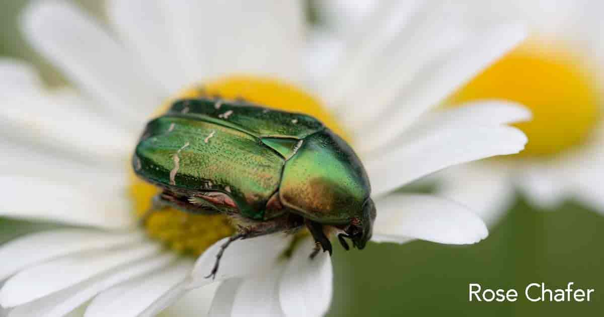 rose chafer