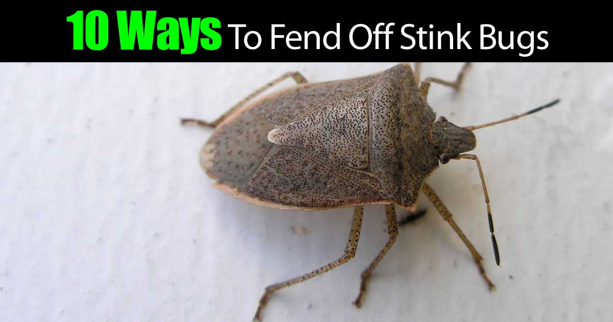 stink bug