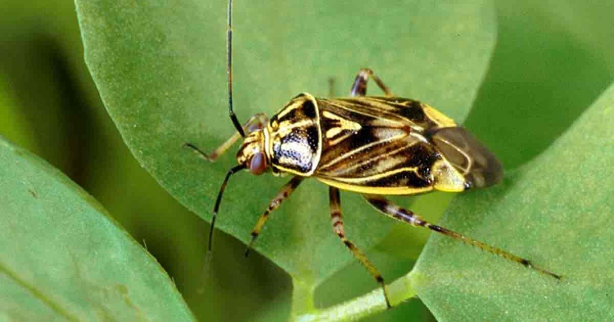 Tarnished Bug