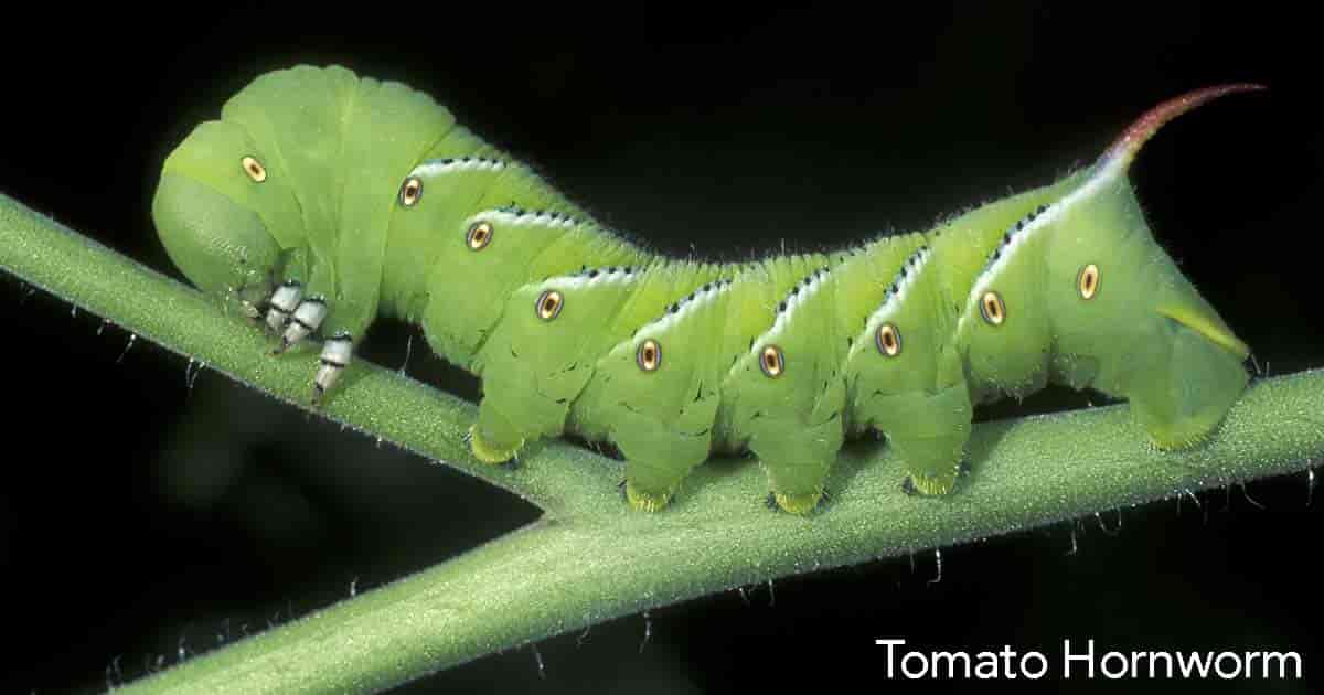 tomato hornworm crawling on tomato leaf