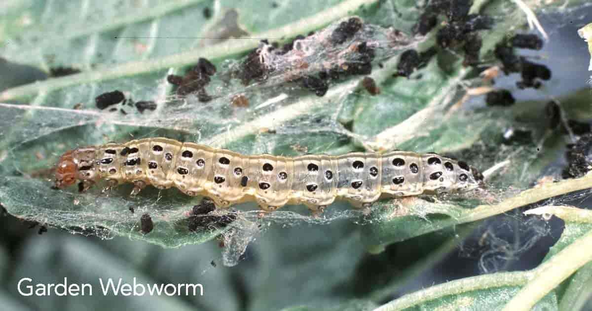 webworms