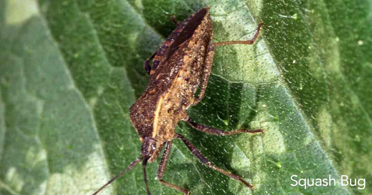 Squash Bug on leaf close up