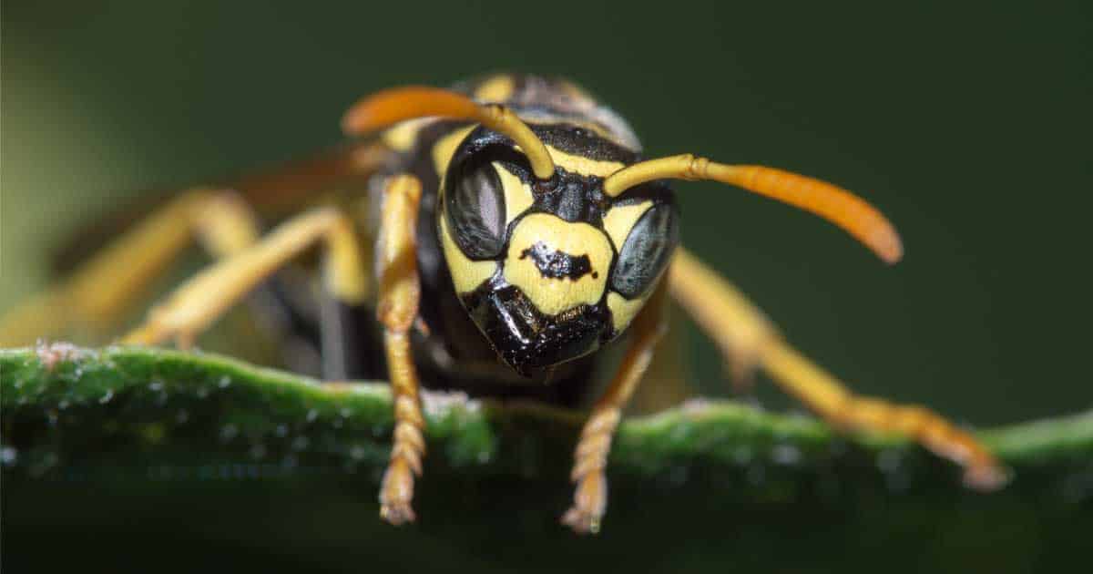 Wasps and yellow jackets are beneficial for controlling bad garden bugs