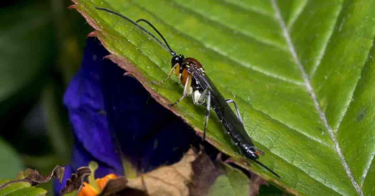 Braconid wasp on leaf