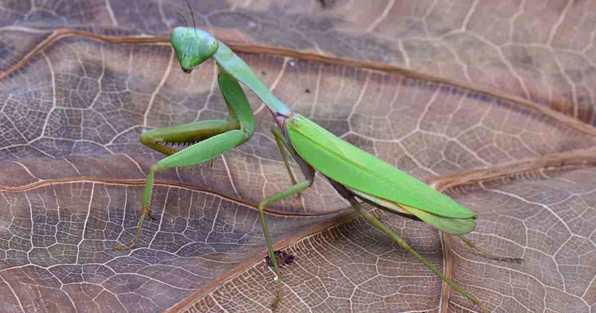 praying mantis on leaf looking for lunch