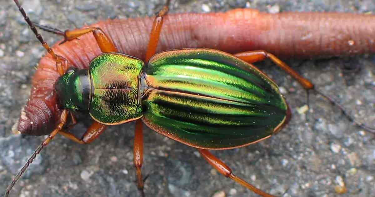 Carabus auratus, the golden ground beetle