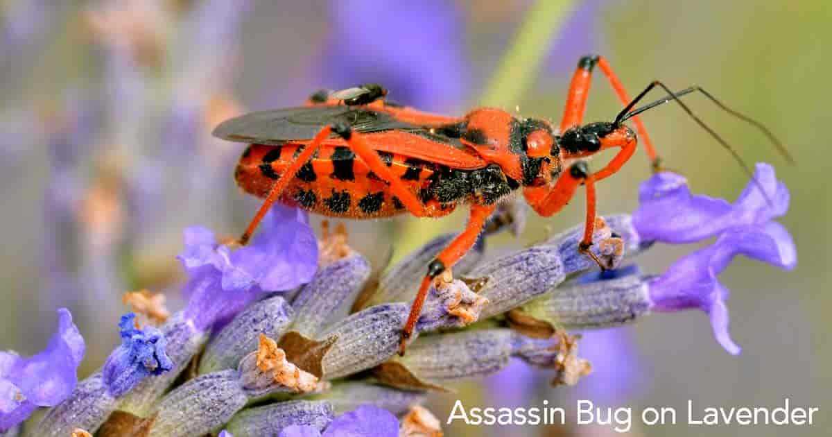 one of the bright colored types of assassin bugs
