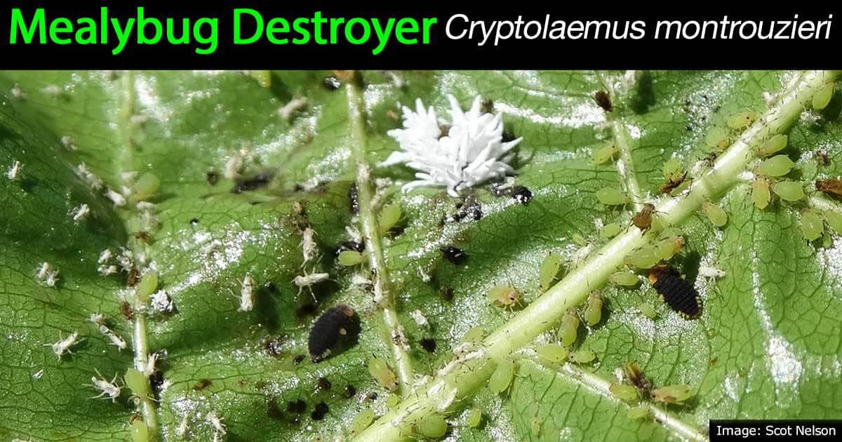mealybug destroyer as natural solution for mealybug control