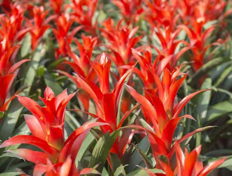 Bromeliads - crop of red guzmania in flower ready for sale 