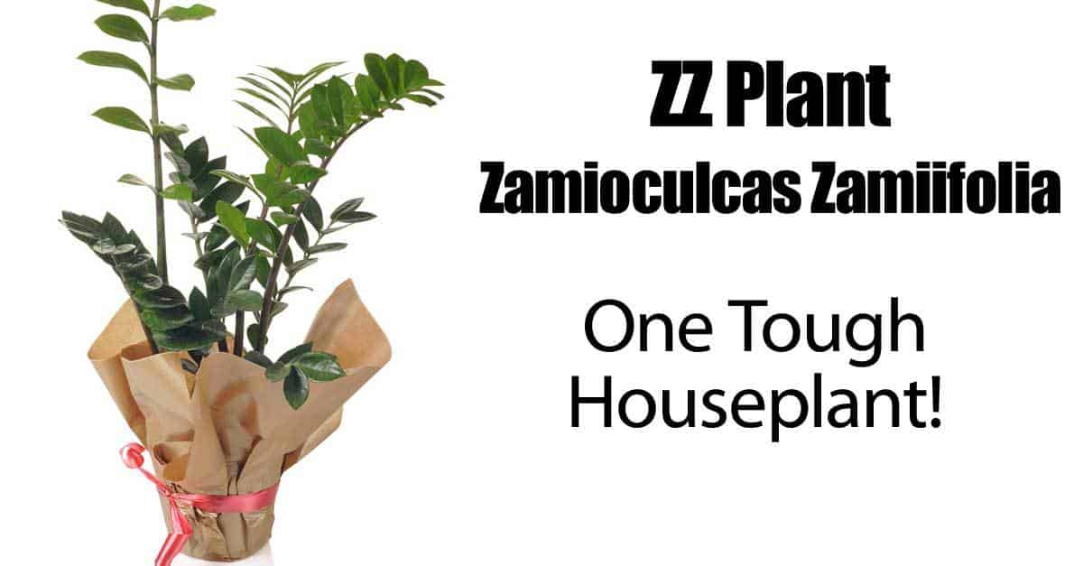 Zamioculcas Zamiifolia (ZZ-plante)