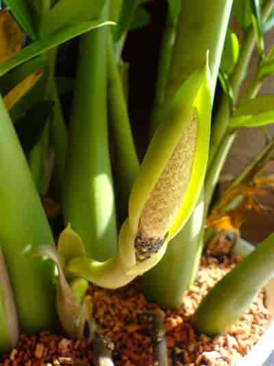 Zamioculcas zamiifolia 