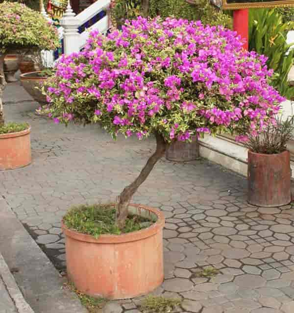 bougainvillea vokser som et blomstrende tre