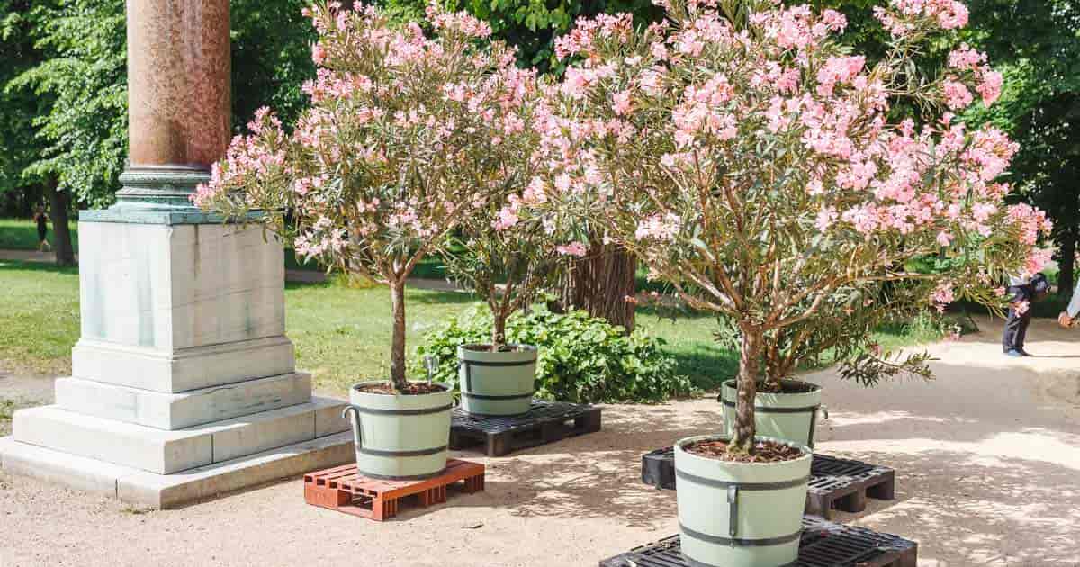 Pink Oleander Trees klar til bruk på restaurant