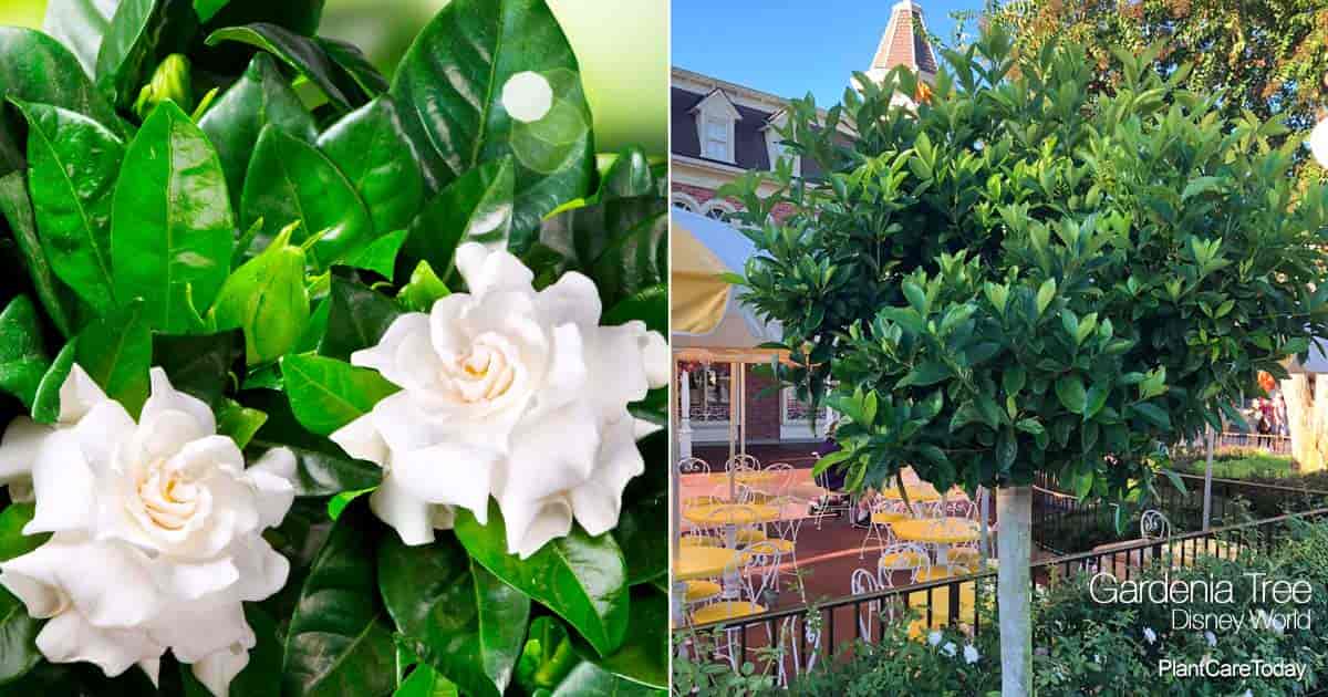 Gardenia-tre plantet nær Castle - Orlando Florida 